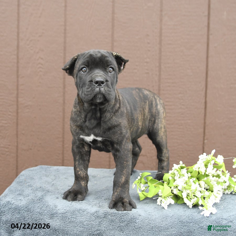 Cane Corso dogs Beauty - Ad 1