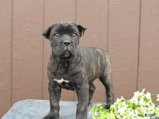 Cane Corso dogs for sale: Beauty - Ad 3