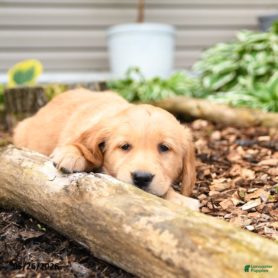 Golden Retriever dogs Georgia - Ad 2