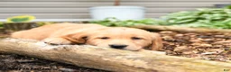 Golden Retriever dogs for sale: Georgia - Ad 2