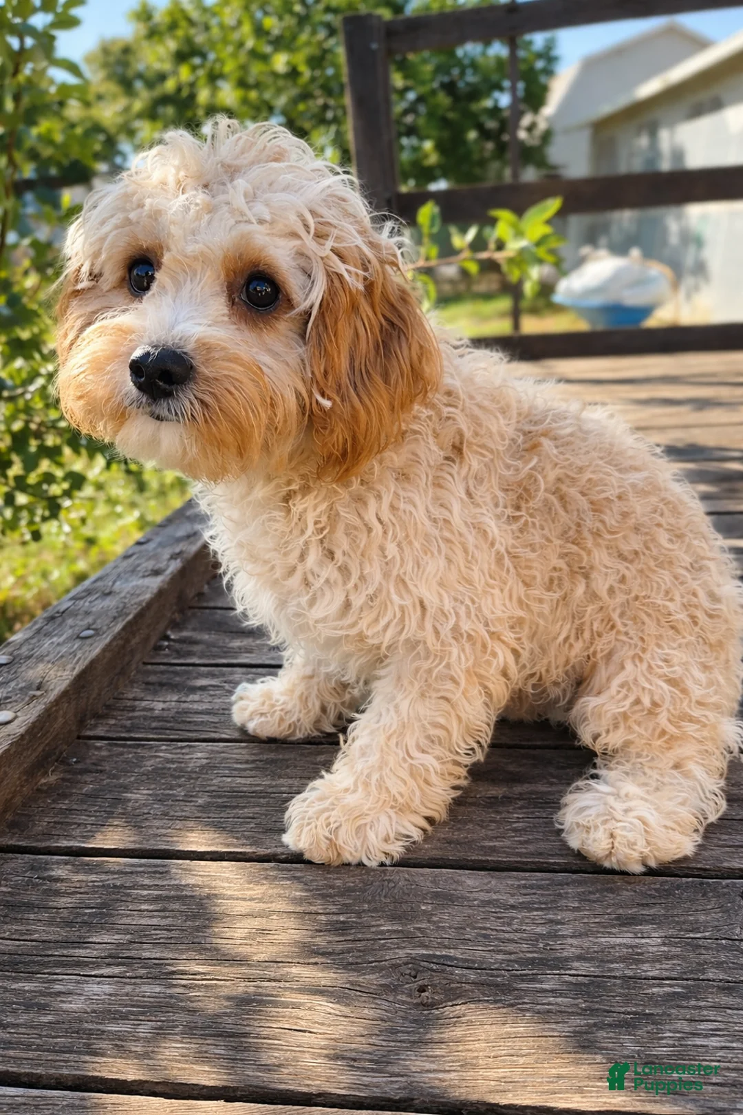 Cavapoo dogs for sale: Chase - Ad 7