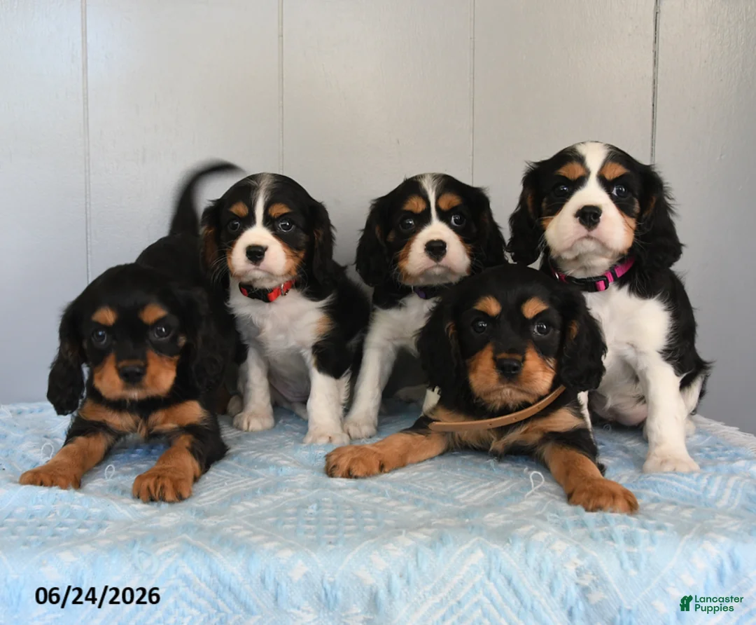 Cavalier King Charles Spaniel dogs for sale: Sunray - Ad 3
