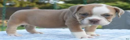 Mixed Breed dogs for sale: Luna bully hybrid  - Ad 6