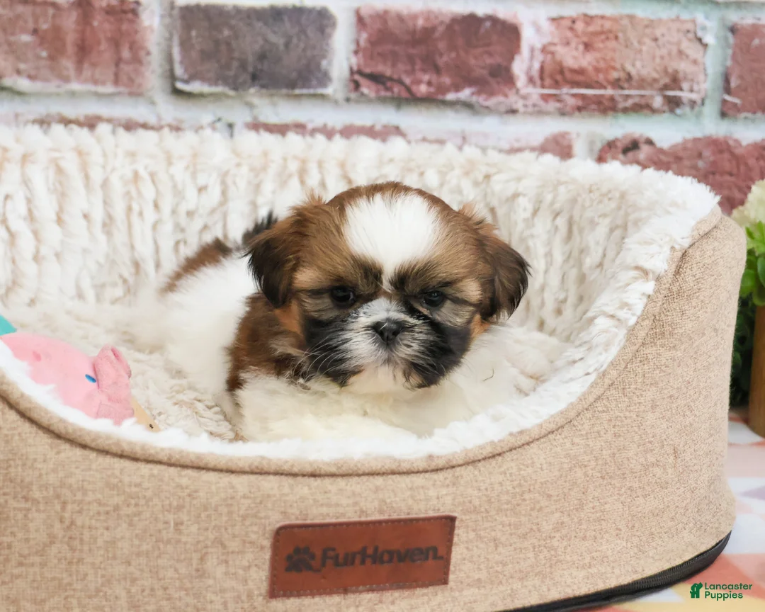 Shih Tzu dogs for sale: Fergie  - Ad 1
