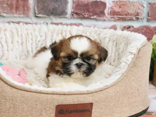 Shih Tzu dogs Fergie - Ad 25