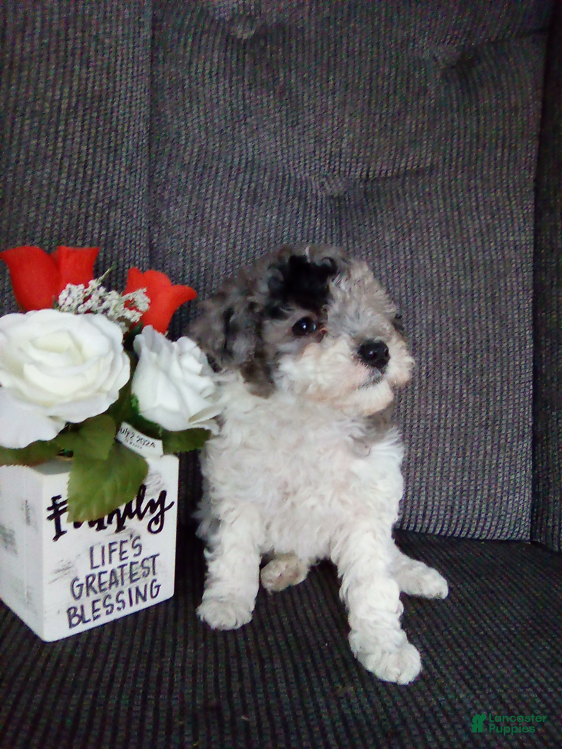 Toy Poodle dogs Eva - Ad 22