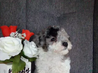 Toy Poodle dogs Eva - Ad 22