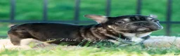 French Bulldog dogs for sale: Hershey Hue - Ad 3