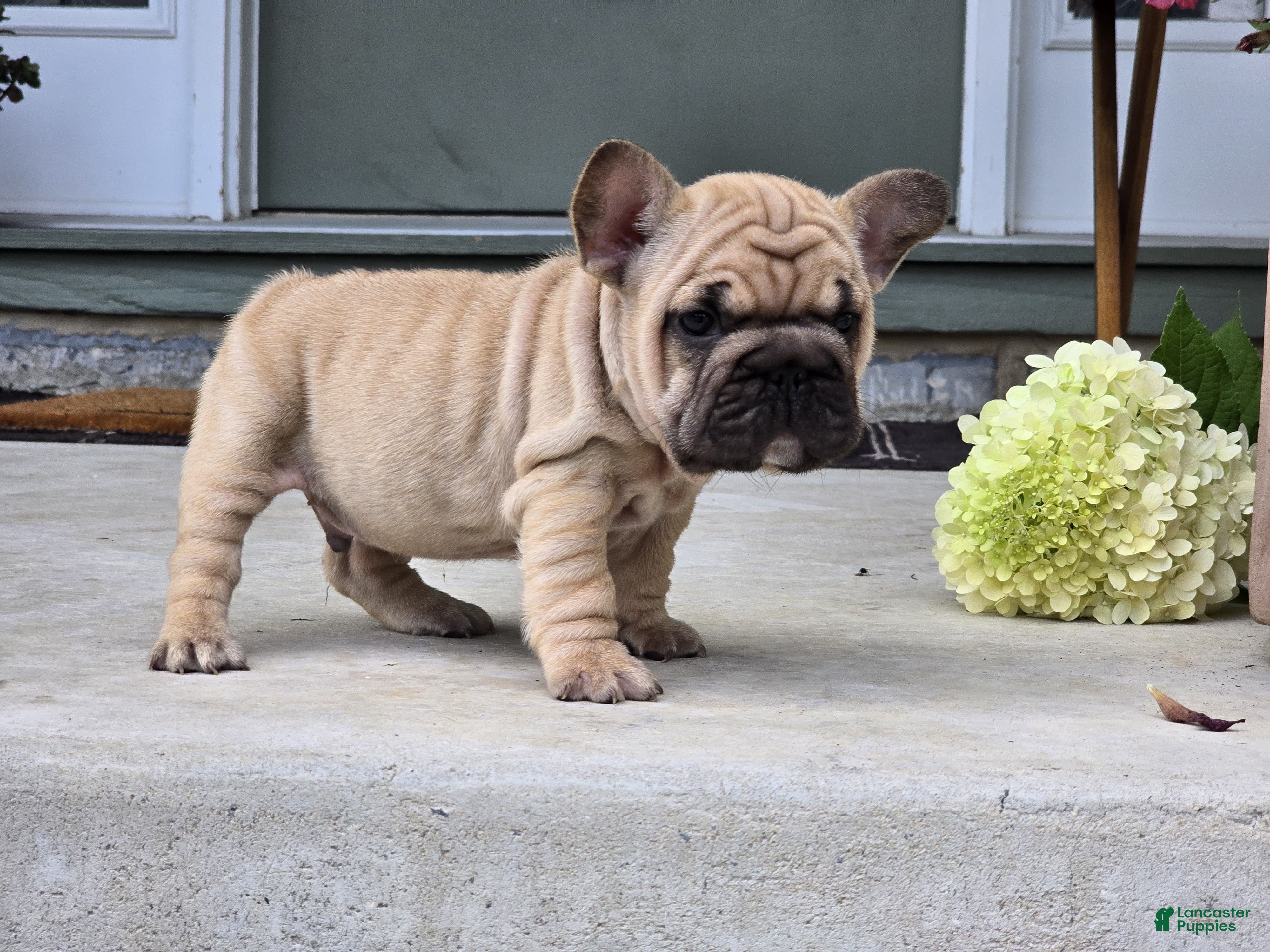 French Bulldog dogs Percy - Ad 2