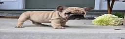 French Bulldog dogs for sale: Percy - Ad 2