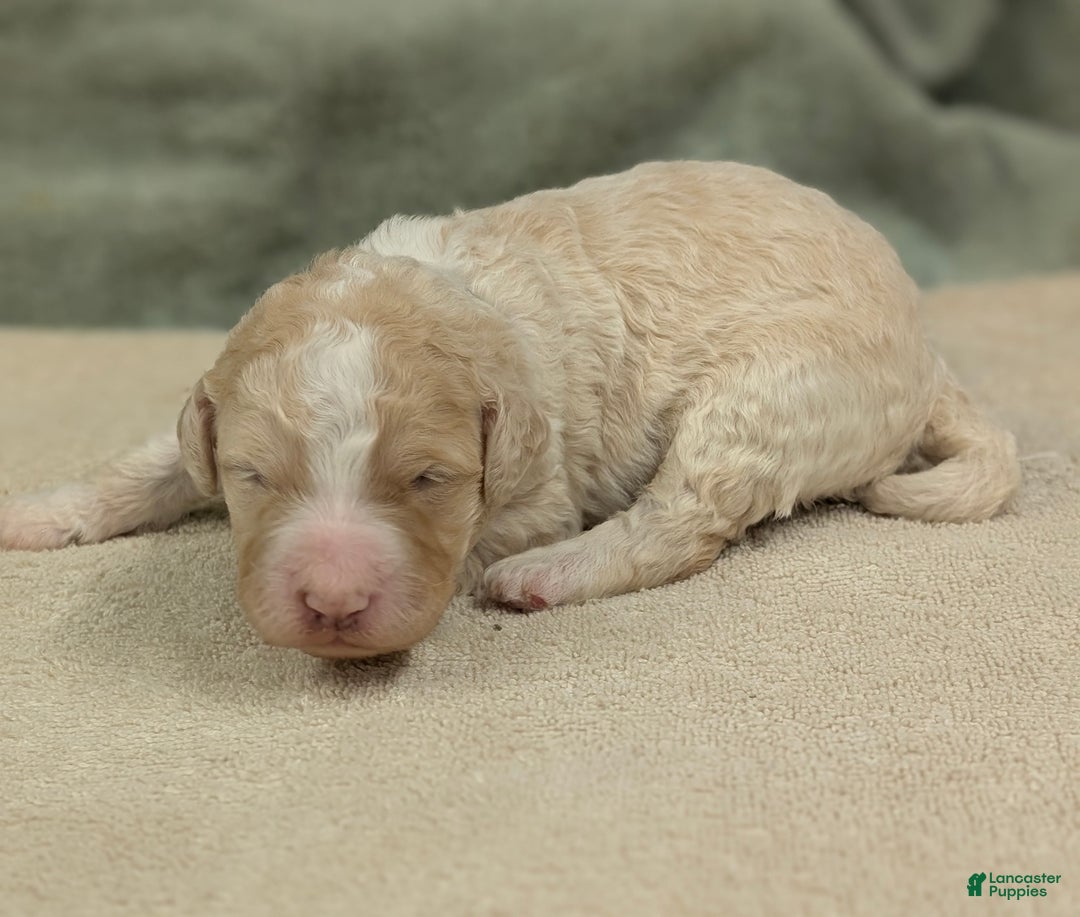 Sheepadoodle dogs for sale: Blue - Ad 2