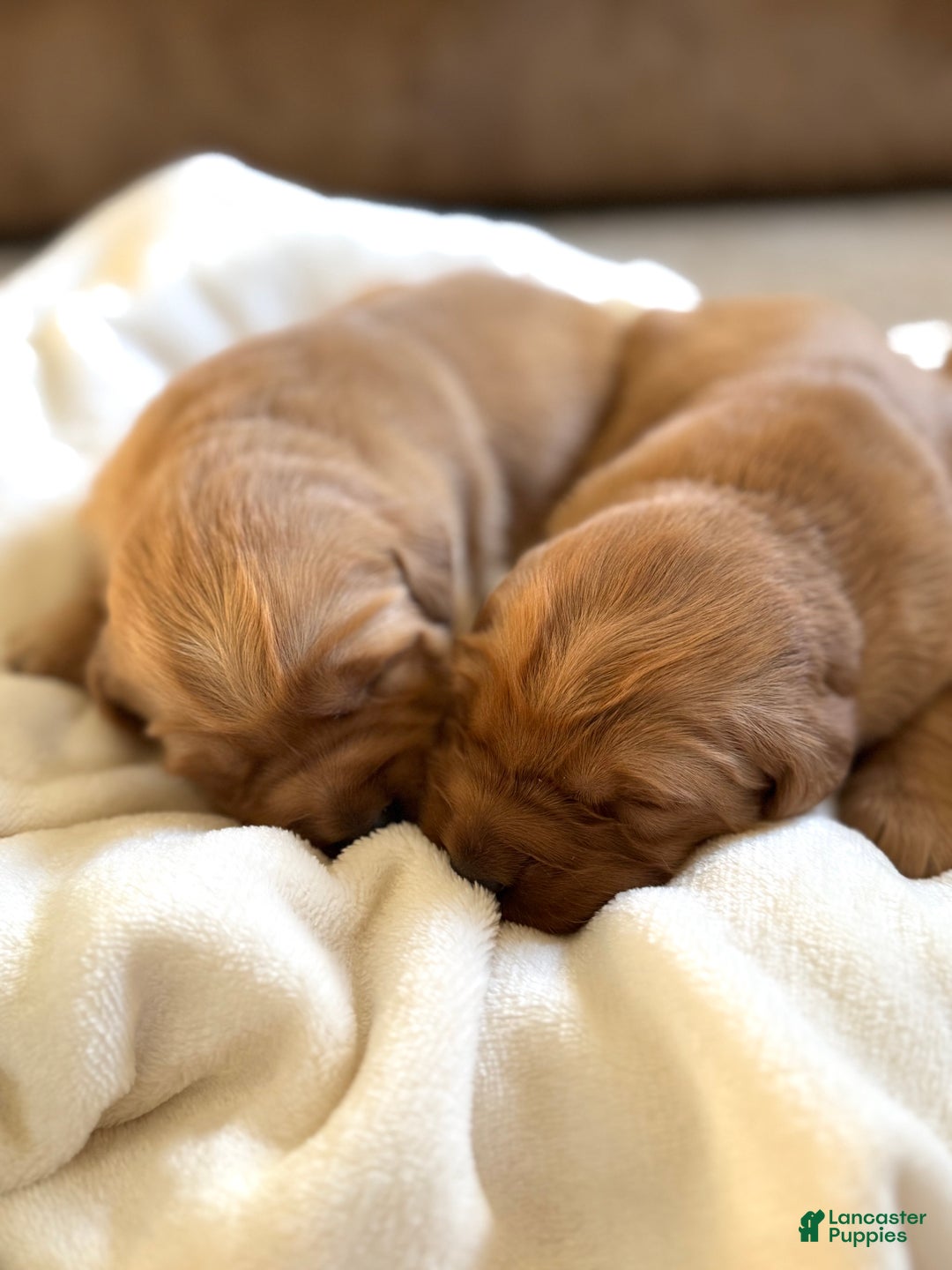 Golden Retriever dogs for sale: Prancer - Ad 3