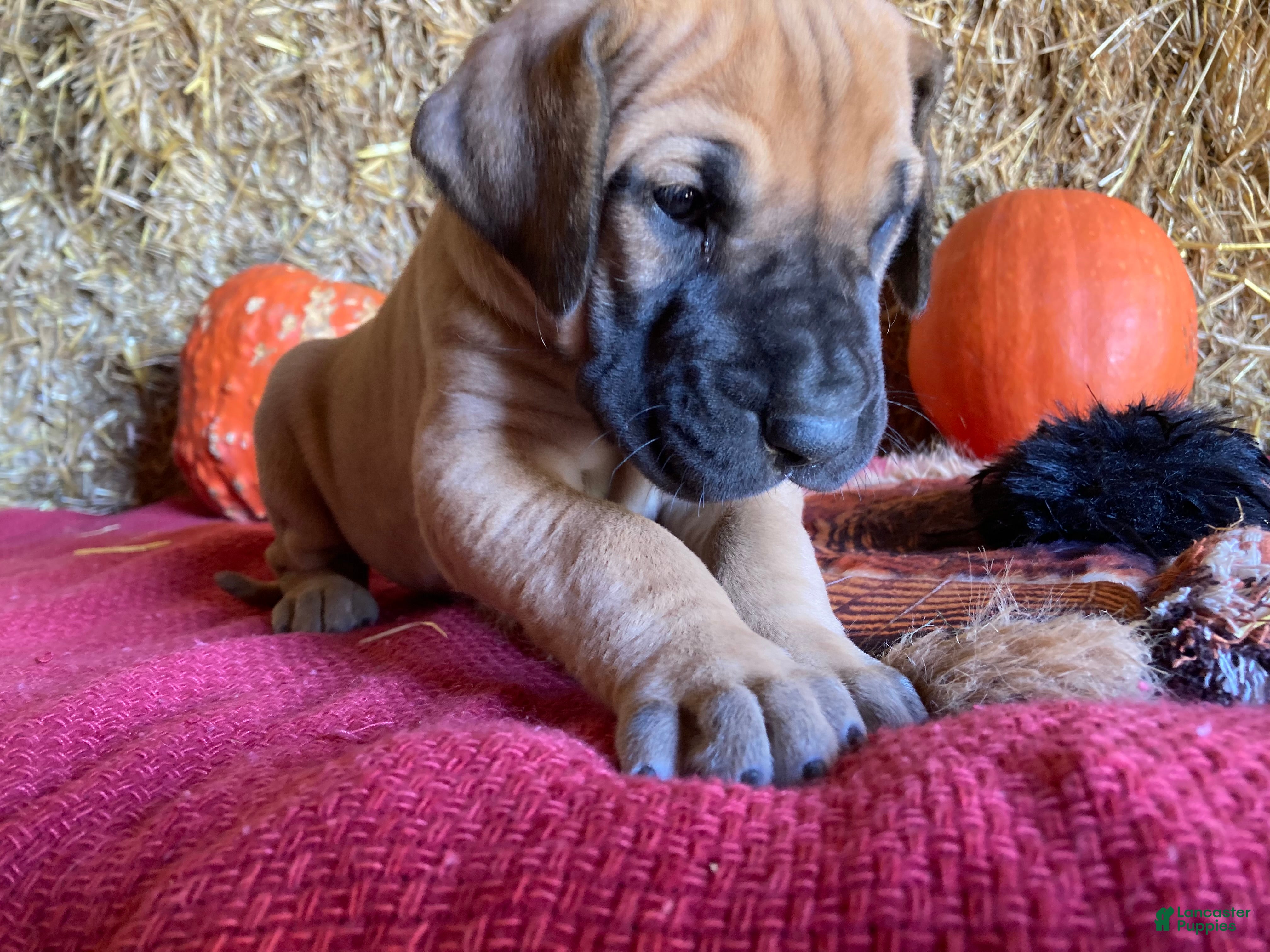 Great Dane dogs Mindy - Ad 1