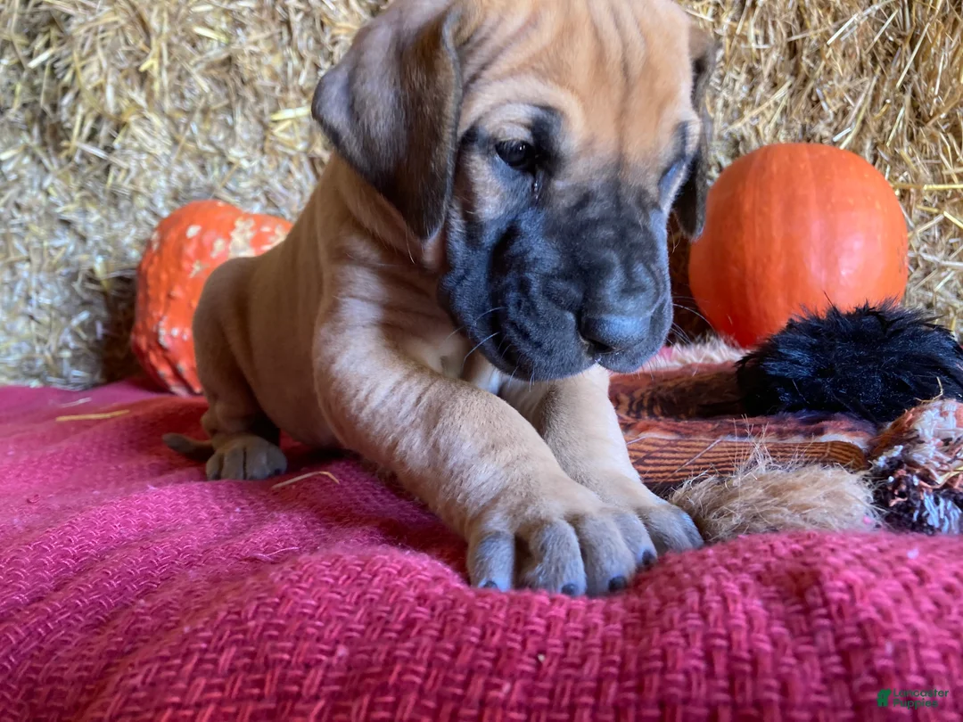 Great Dane dogs for sale: Mindy - Ad 1