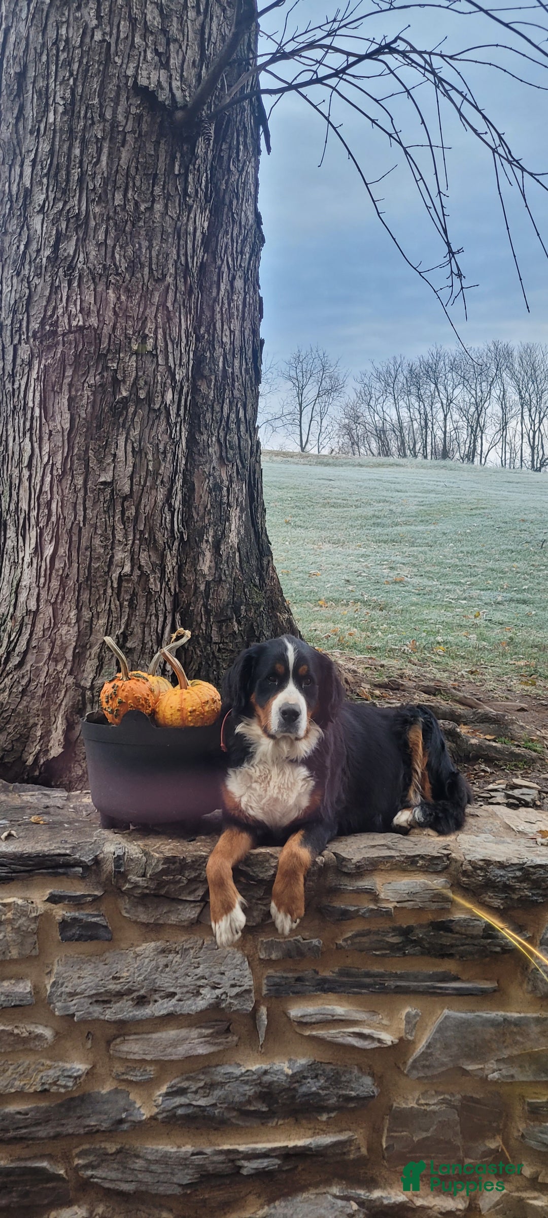 Bernese Mountain Dog dogs for sale: Marshmellow - Ad 3