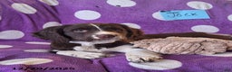 English Springer Spaniel dogs for sale: Jack  - Ad 4