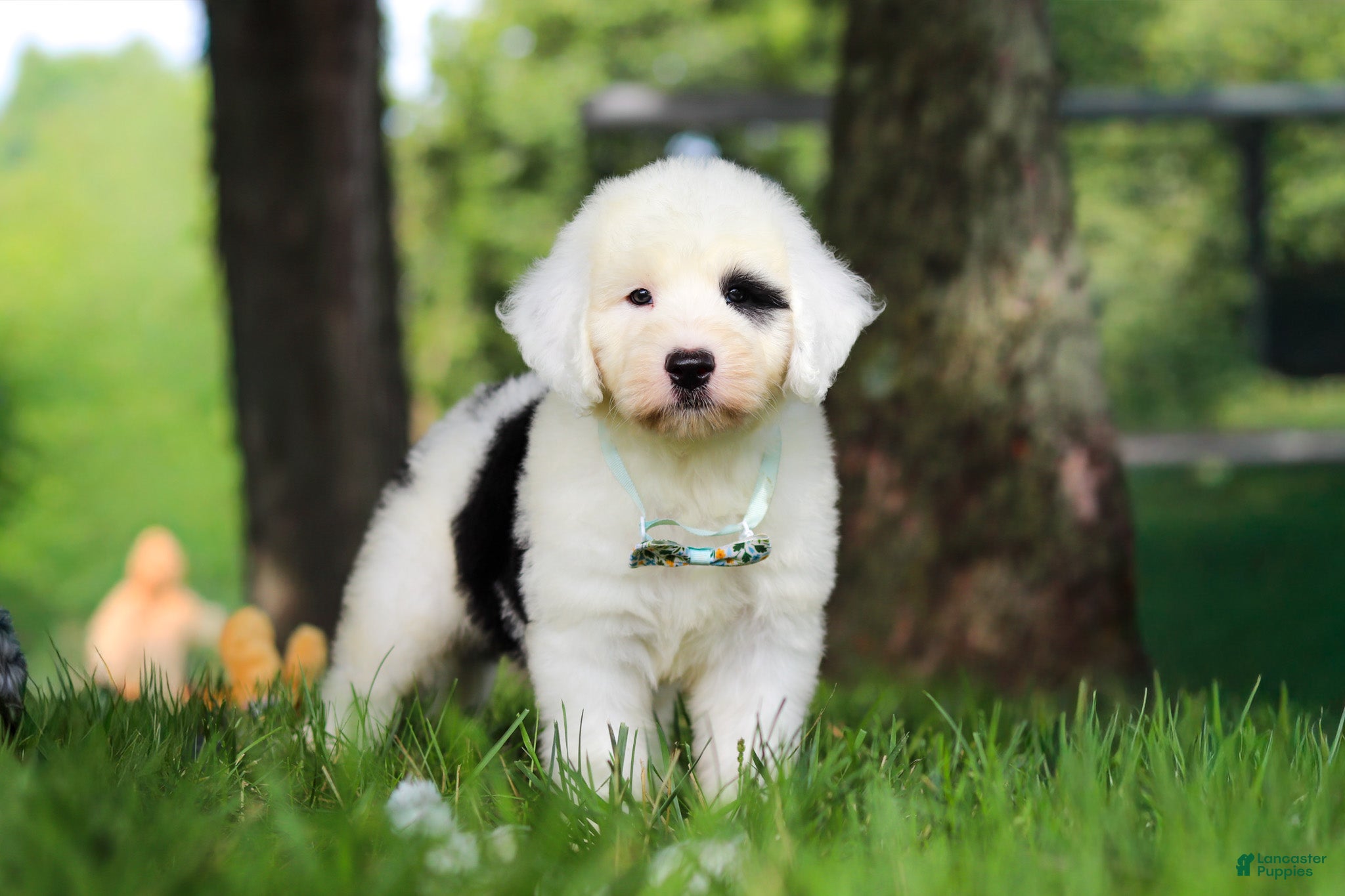 Sheepadoodle dogs Mason - Ad 1