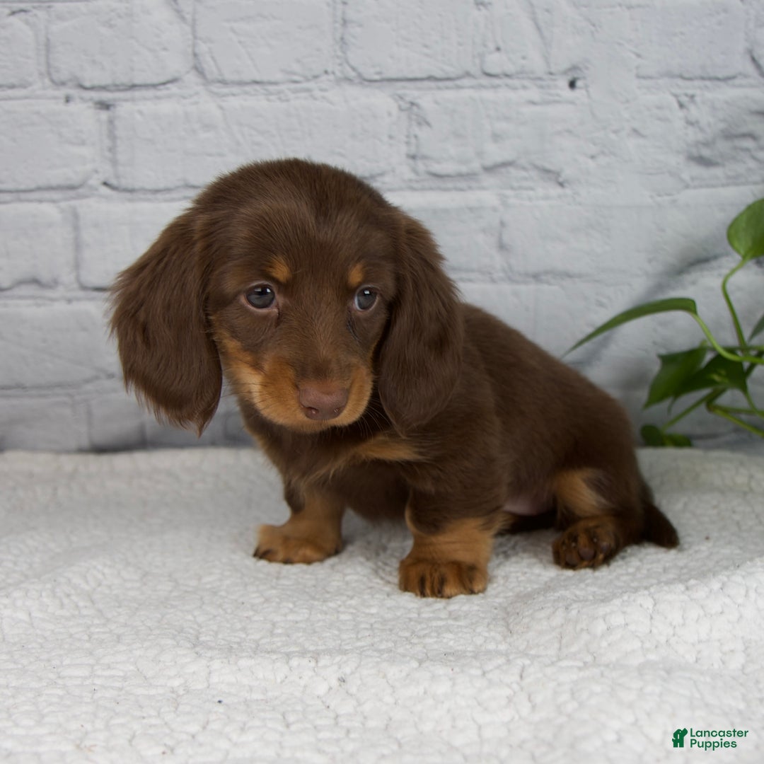 Miniature Dachshund dogs for sale: Dolly - Ad 4