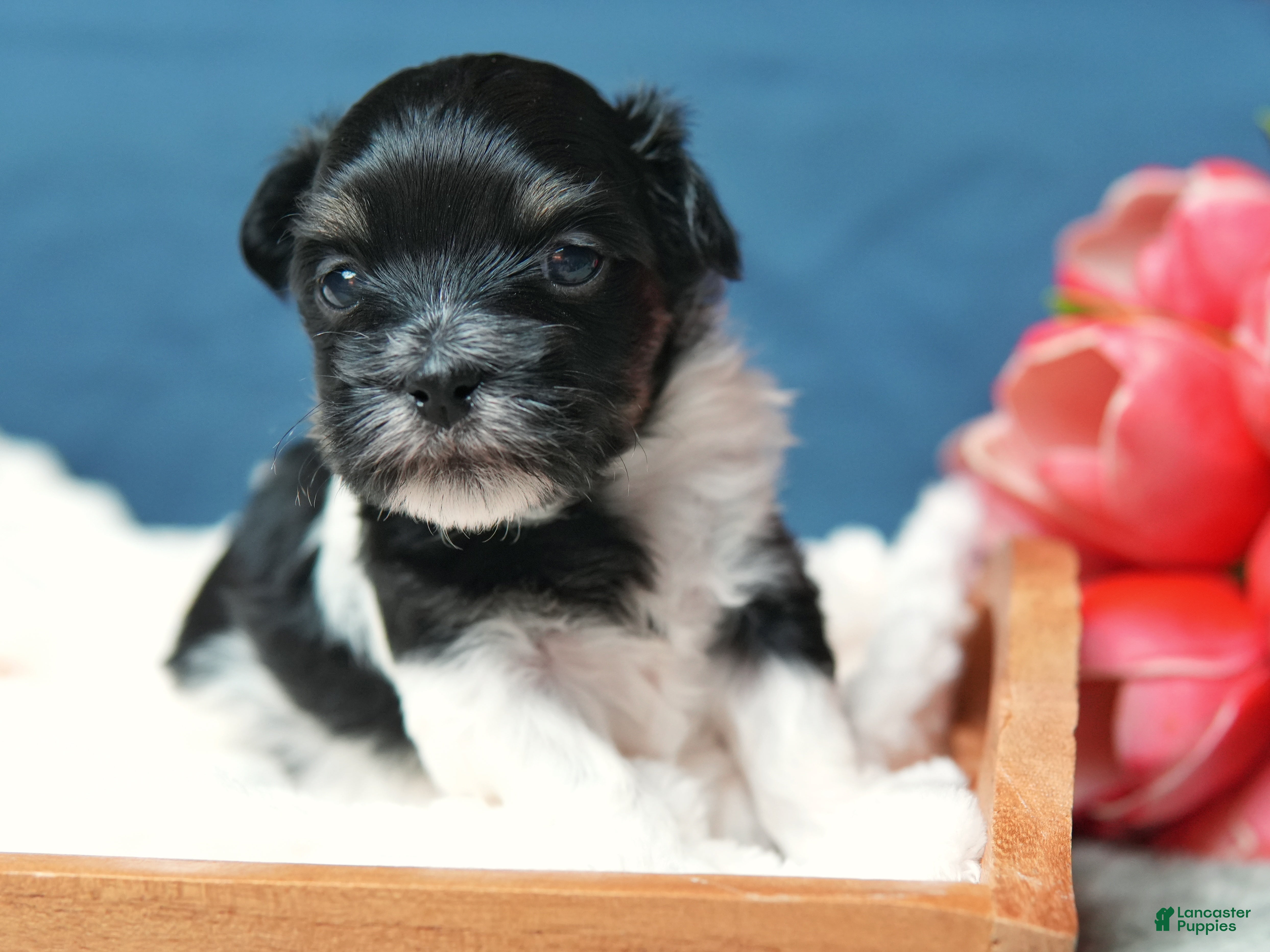 Coton De Tulear dogs Magnolia - Ad 1