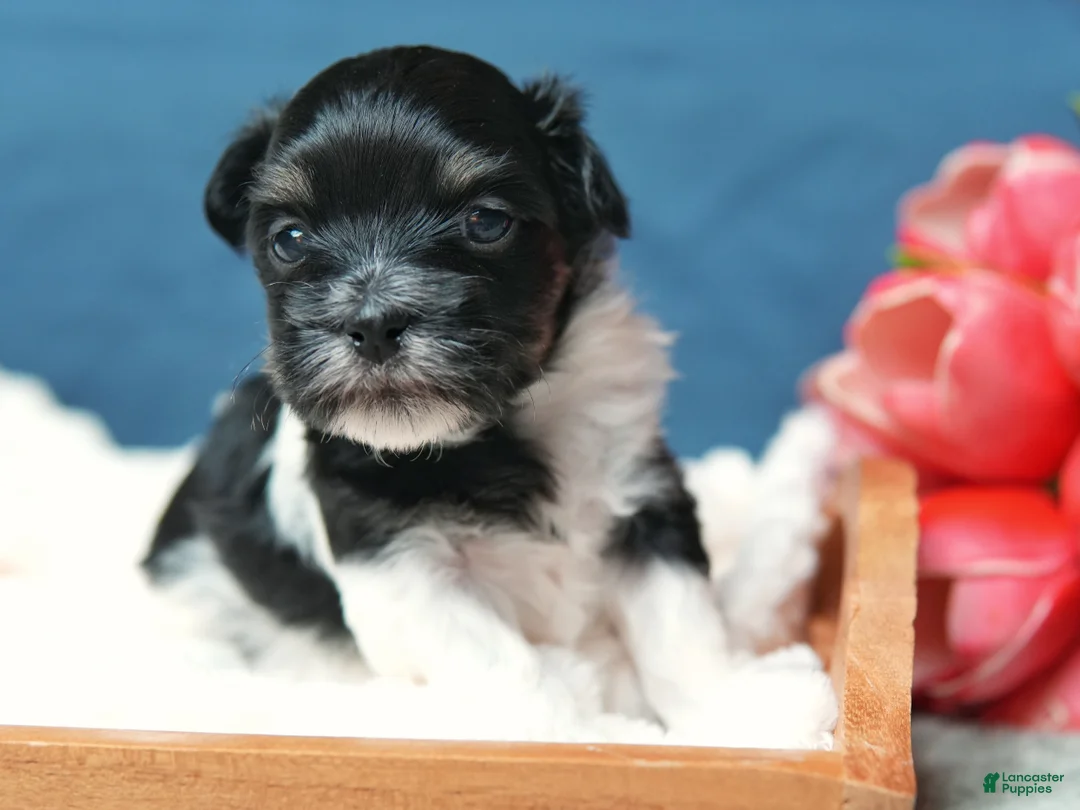 Coton De Tulear dogs for sale: Magnolia - Ad 1