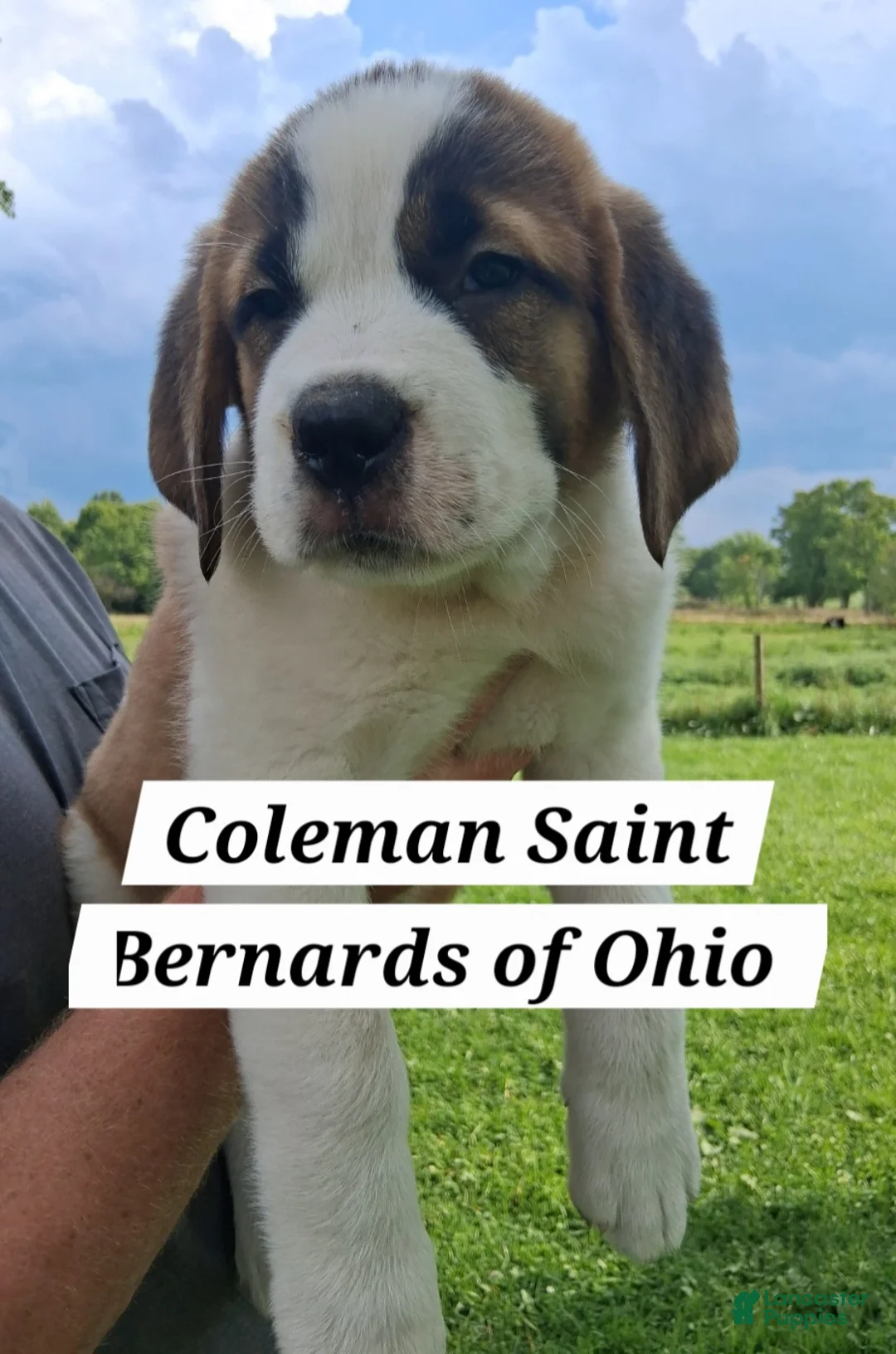 Saint Bernard dogs for sale: Peaches  - Ad 1