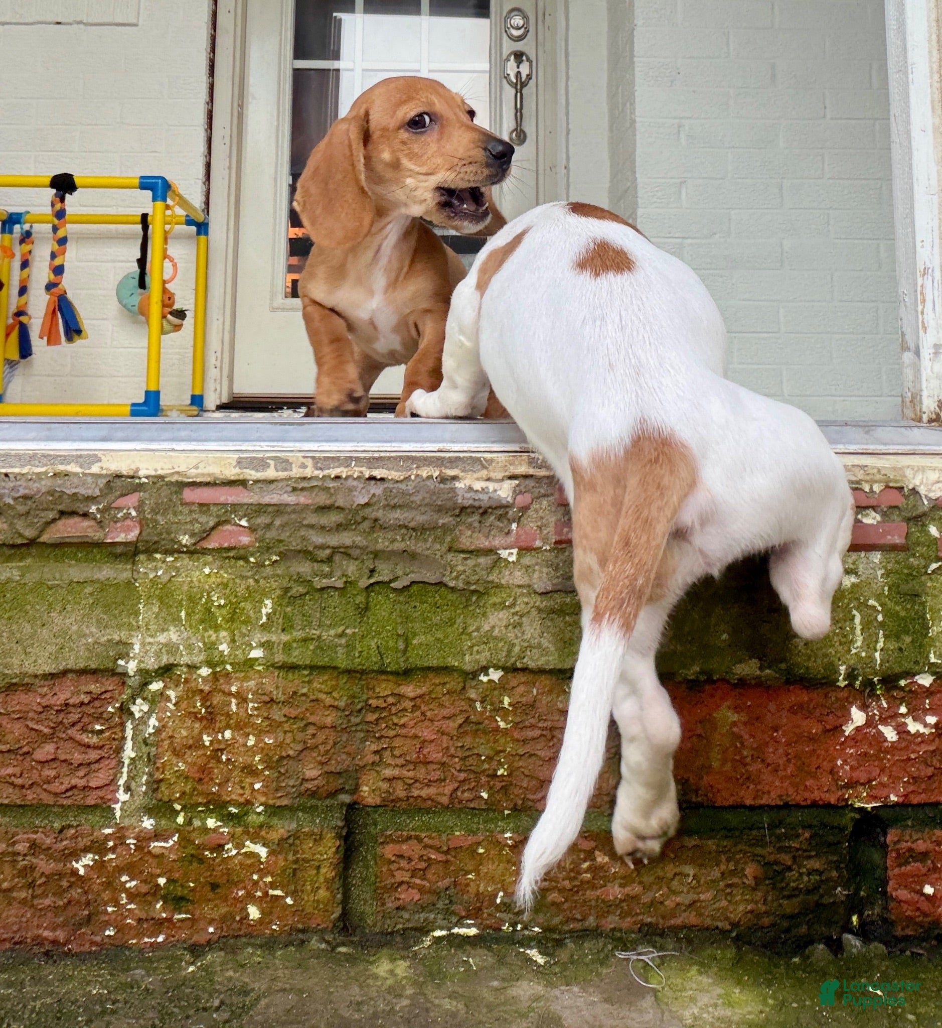 Miniature Dachshund dogs Miniature Dachshund 2 - Ad 2