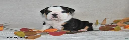 Beabull dogs for sale: Rita - Ad 2