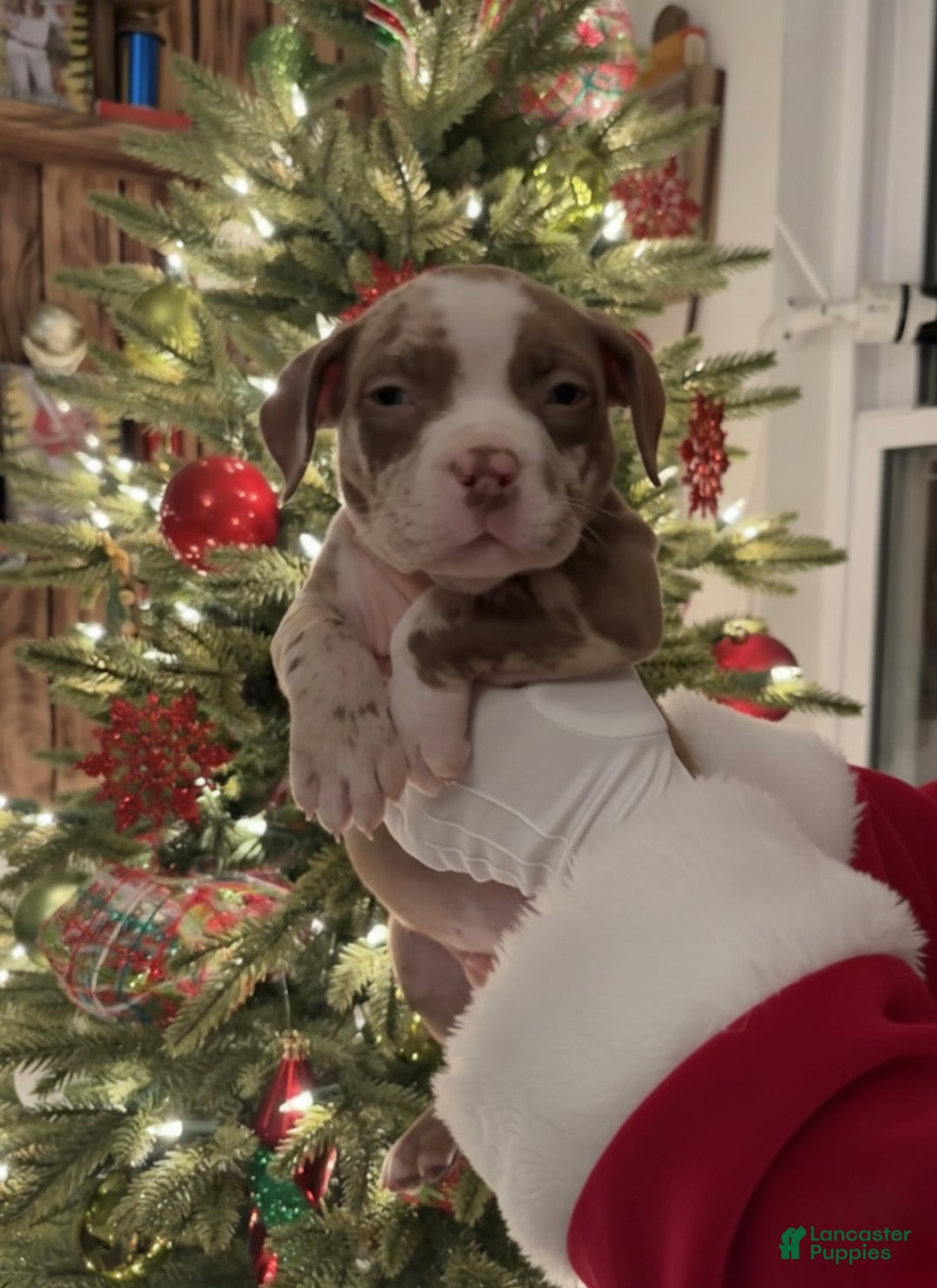 American Bully dogs for sale: Urban - Ad 29