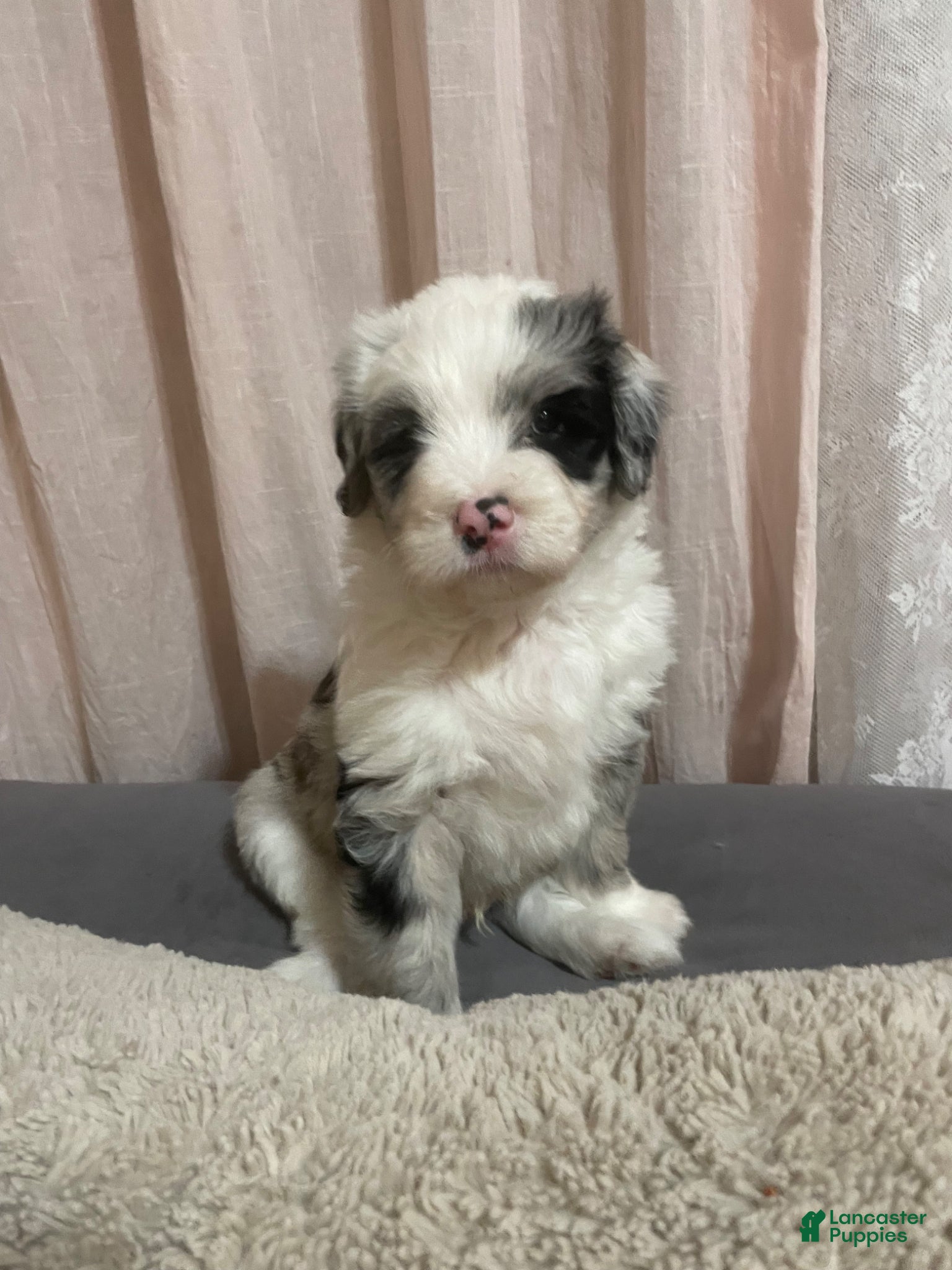 Sheepadoodle dogs Sheepadoodle Puppy 2 - Ad 7