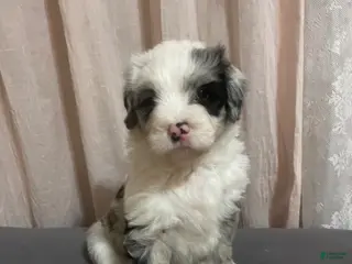 Sheepadoodle dogs Sheepadoodle Puppy 2 - Ad 7