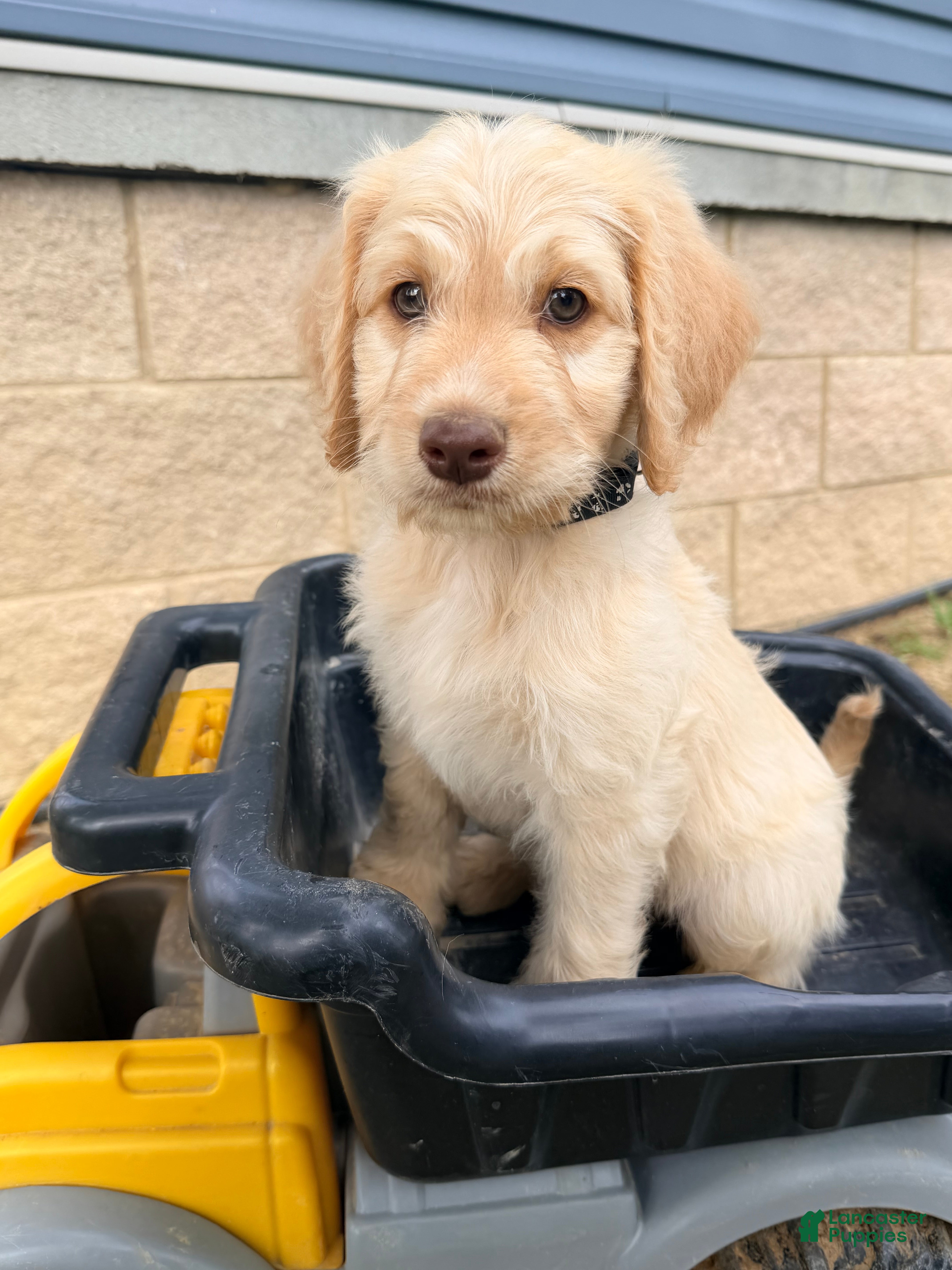 Goldendoodle dogs Goldendoodle 2 - Ad 2