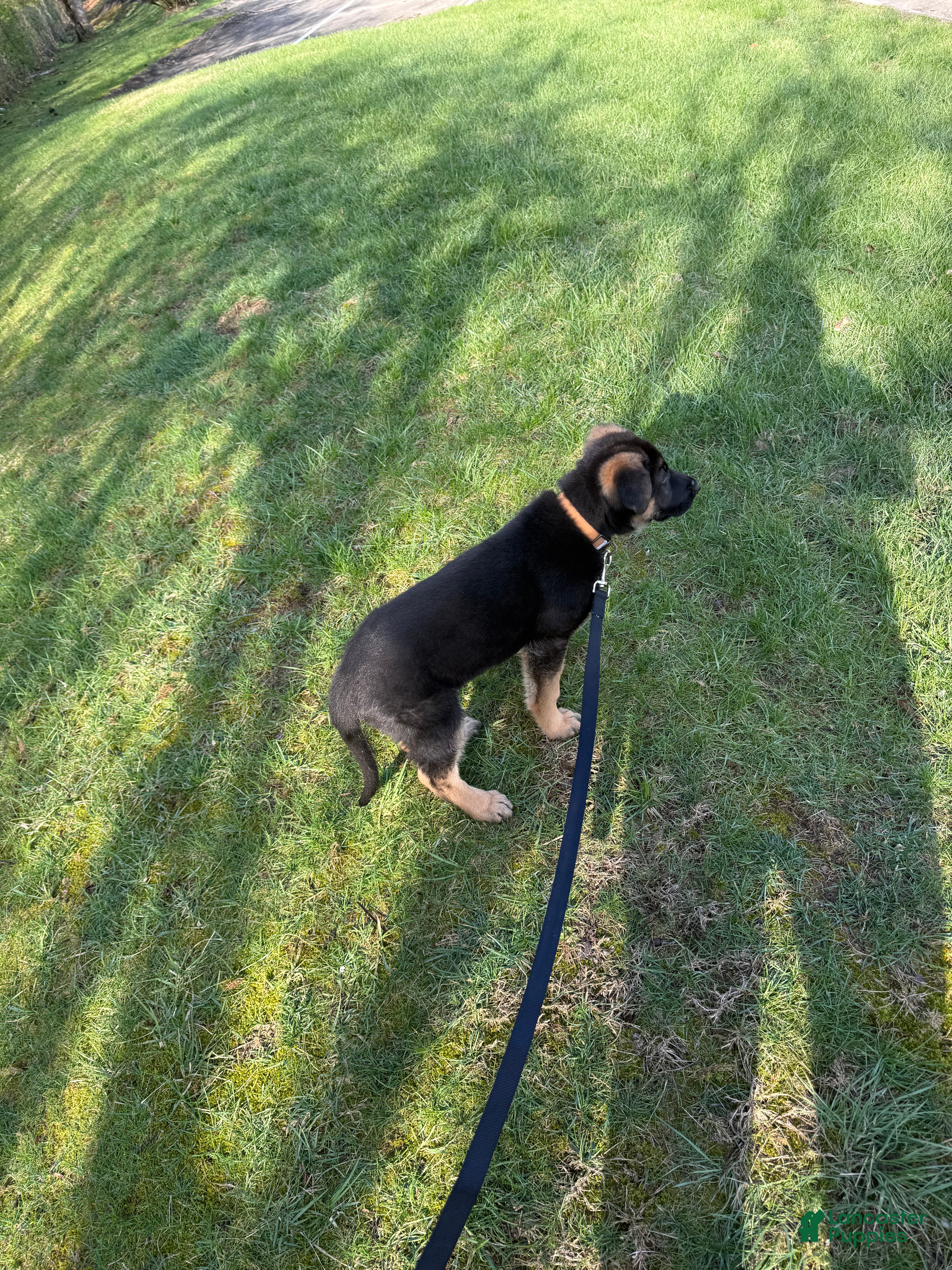 German Shepherd dogs Forest  - Ad 2