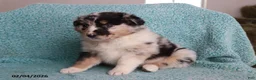 Australian Shepherd dogs for sale: Lily - Ad 2