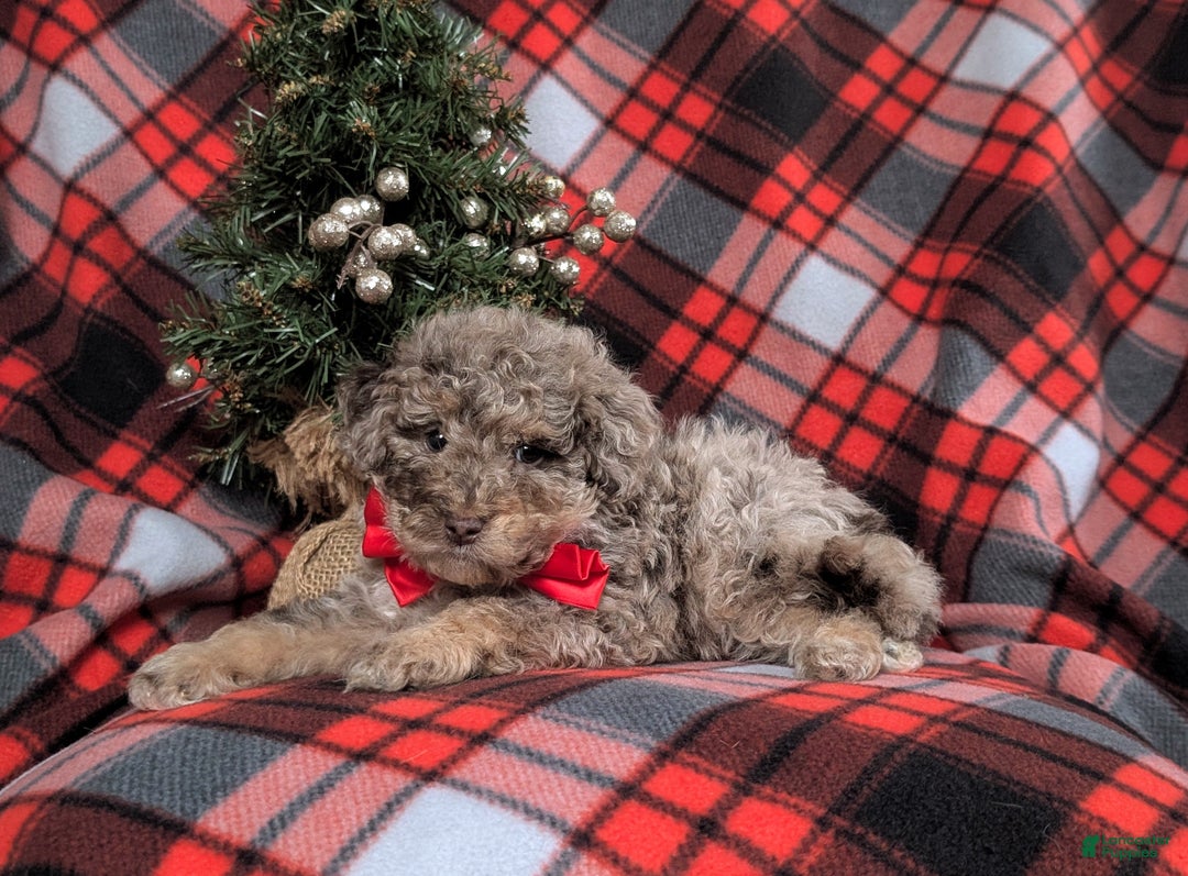 Mini Bernedoodle dogs for sale: Admiral Hypoallergenic - Ad 4