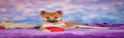 Shiba Inu dogs for sale: Luna - Ad 12