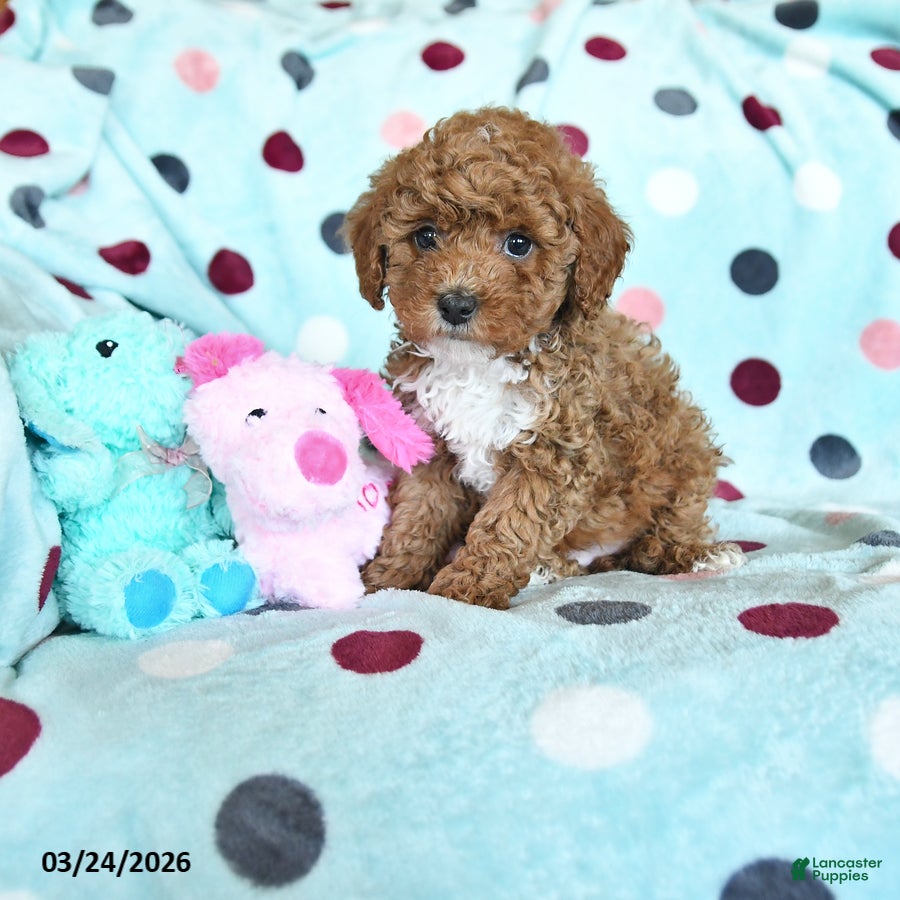 Miniature Poodle dogs Heather - Ad 1