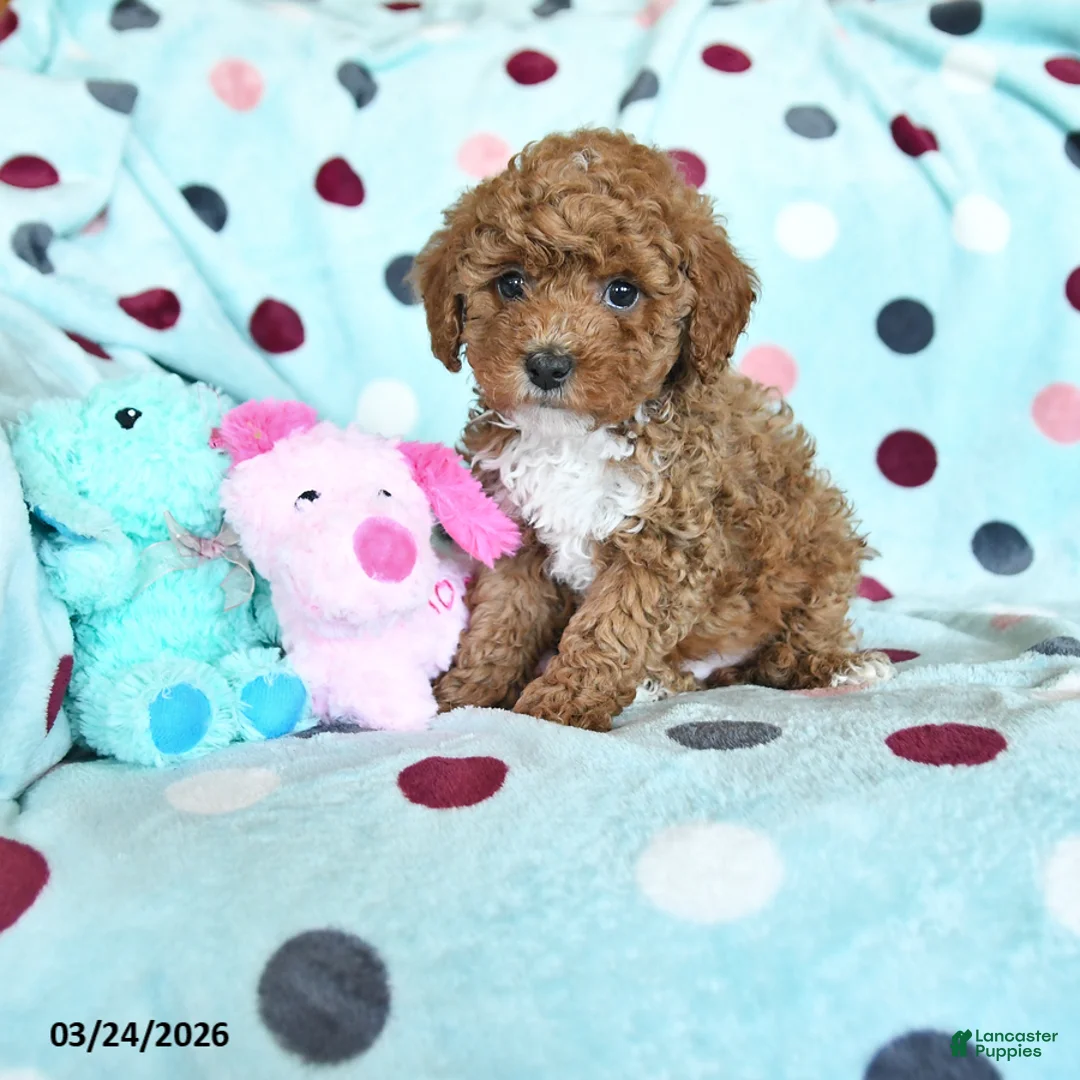 Miniature Poodle dogs for sale: Heather - Ad 1