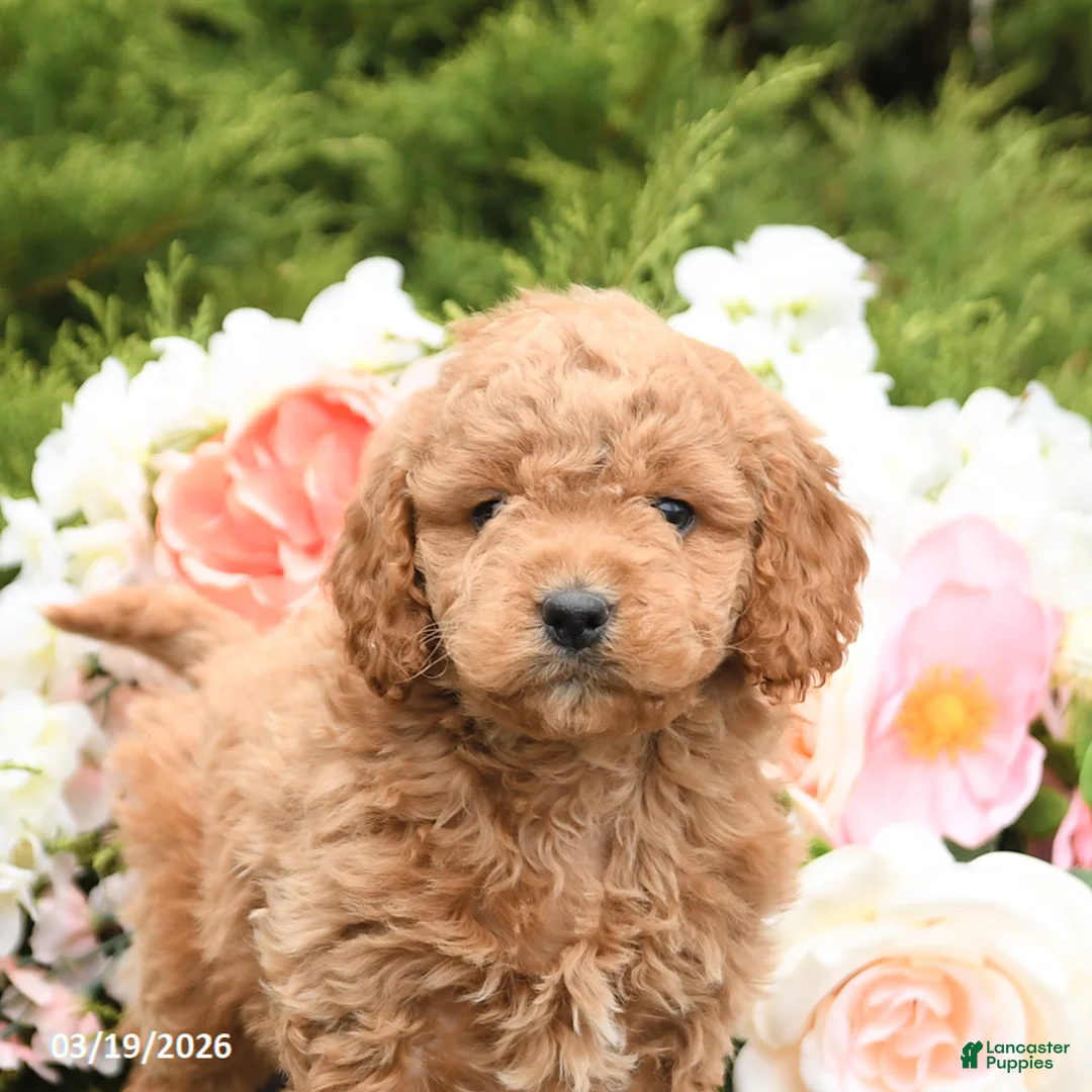 Mini Goldendoodle dogs for sale: Smores - Ad 5