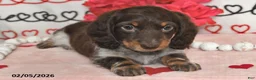 Miniature Dachshund dogs for sale: Melody - Ad 3