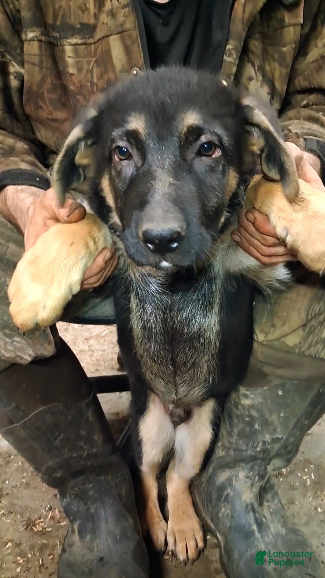 German Shepherd dogs for sale: German Shepherd Puppy 4 - Ad 1