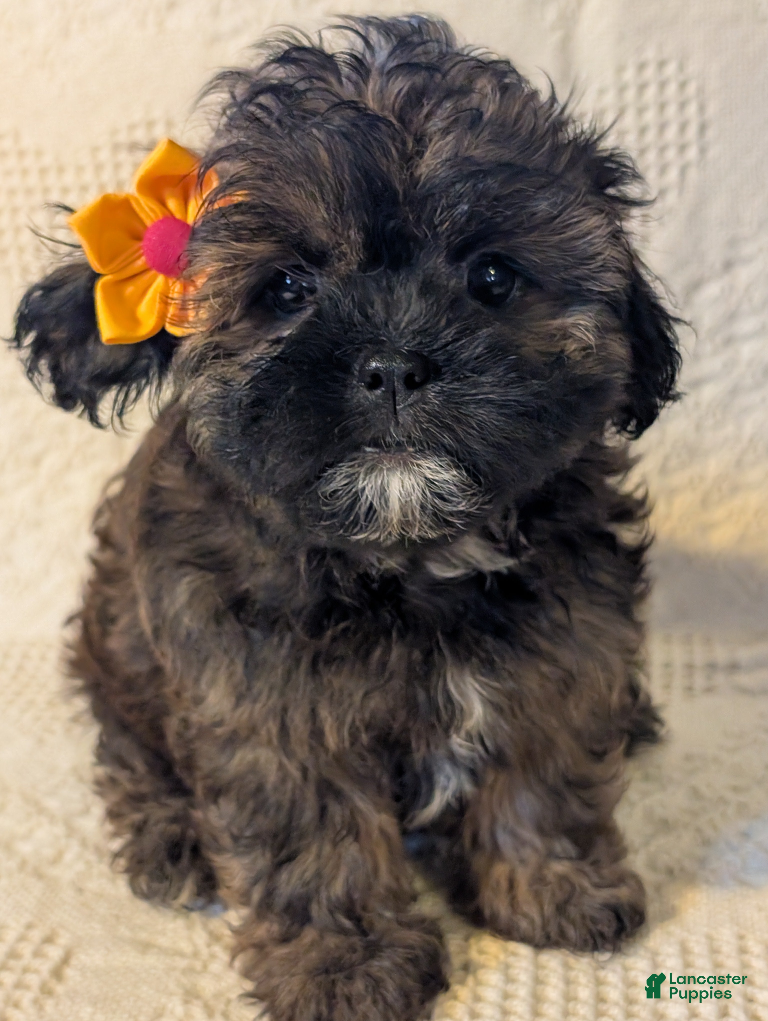 Mixed Breed dogs for sale: Xaden - Ad 1