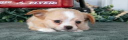 Chihuahua dogs for sale: Luna - Ad 3