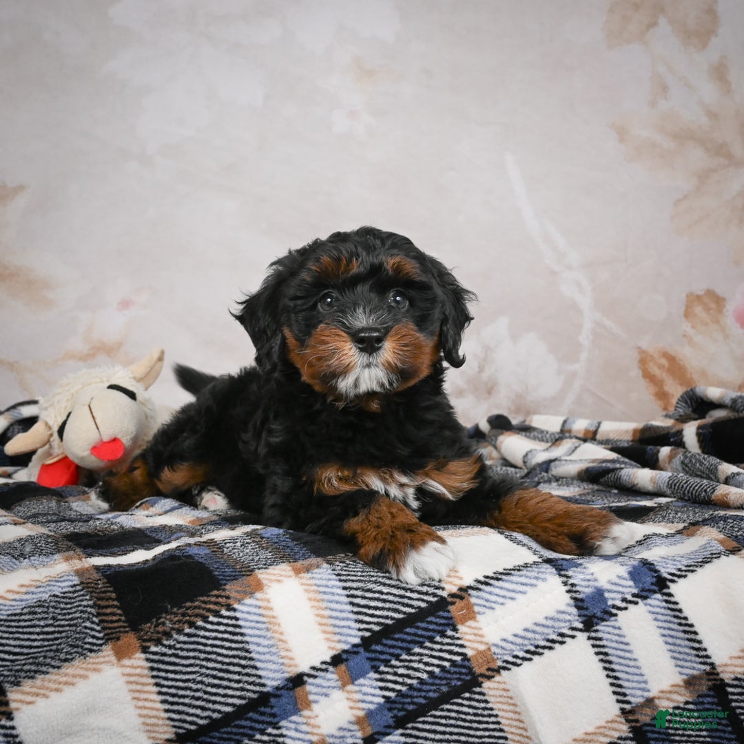 Bernedoodle dogs for sale: Kobe - Ad 9