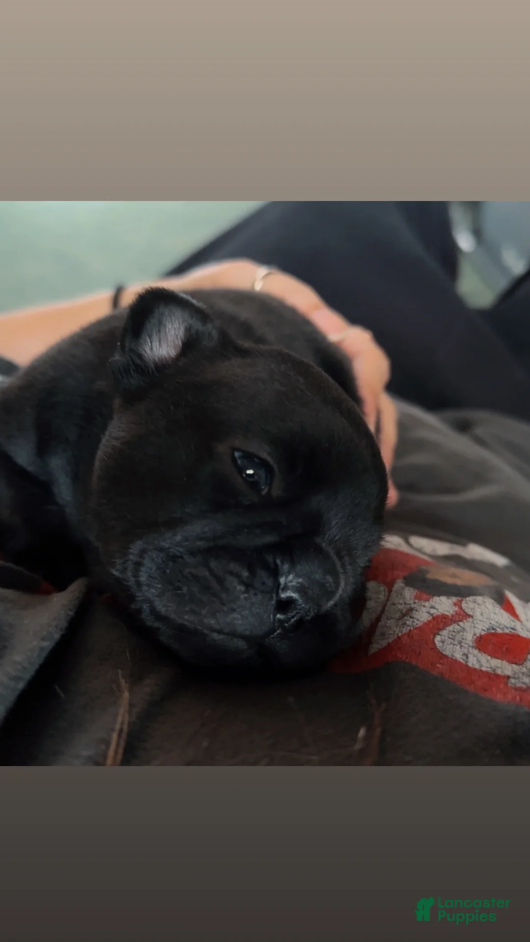 French Bulldog dogs for sale: French Bulldog Puppy 2 - Ad 11