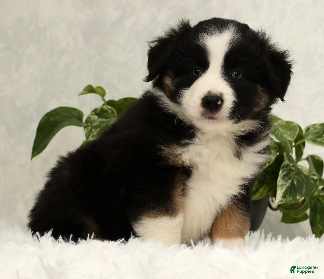 Miniature Australian Shepherd dogs for sale: Sammy - Ad 3