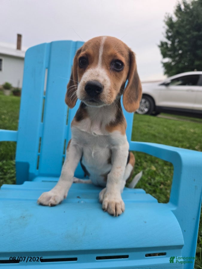Beagle dogs Peggy - Ad 1