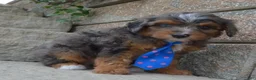 Mini Aussiedoodle dogs for sale: Mini Ace - Ad 12