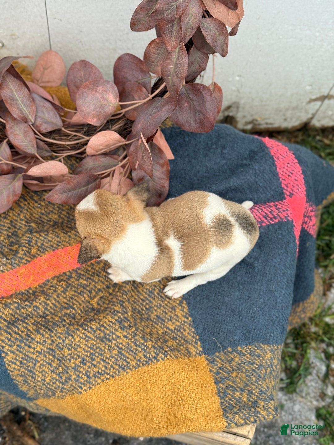 Chihuahua dogs for sale: Buddy - Ad 2