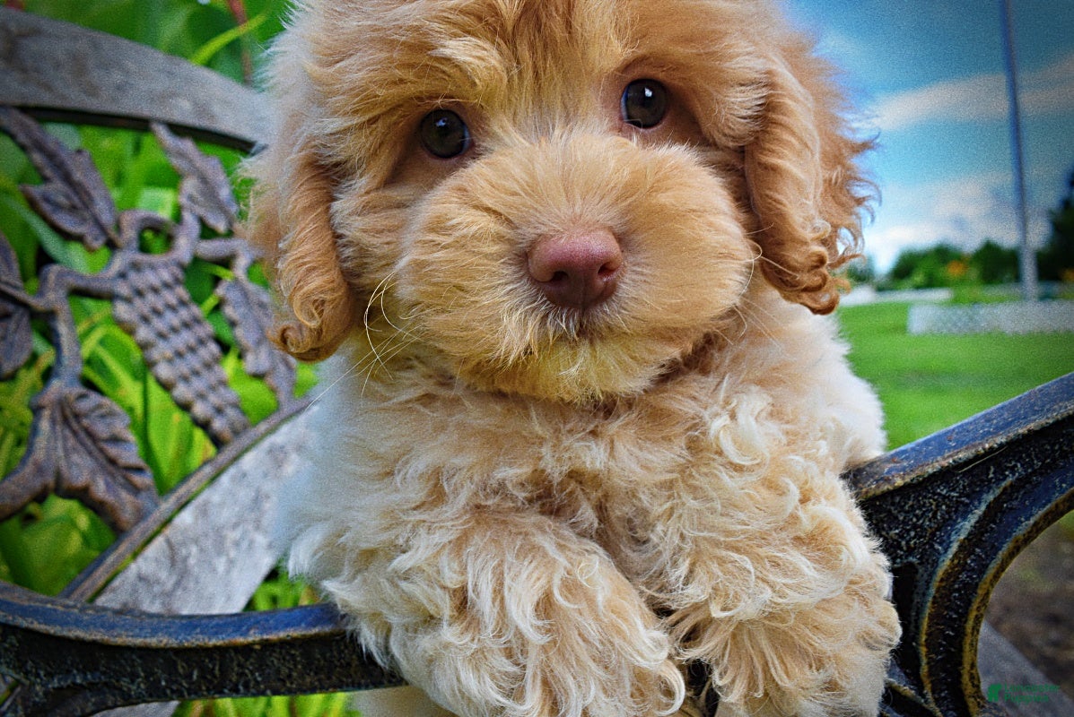 Havapoo dogs Valor - Ad 1