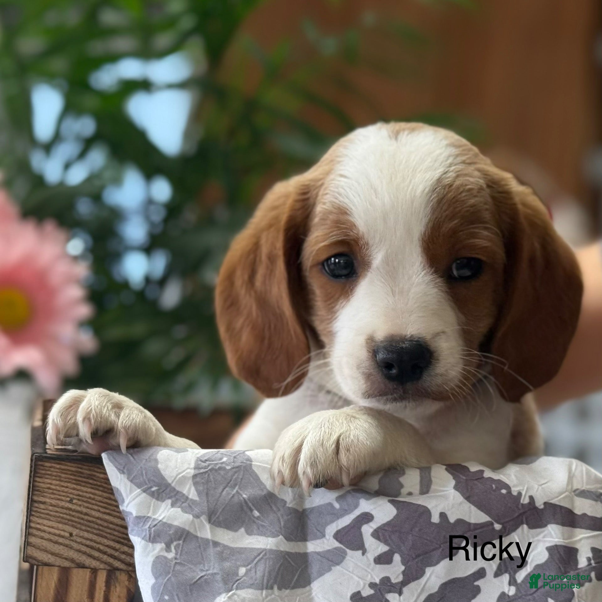 Mixed Breed dogs Ricky - Ad 2